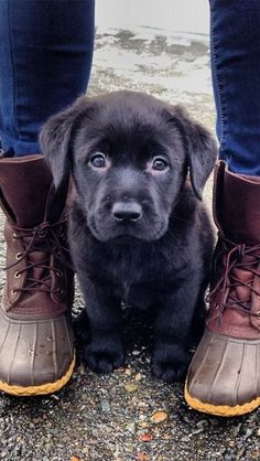 I Love all Dog Breed